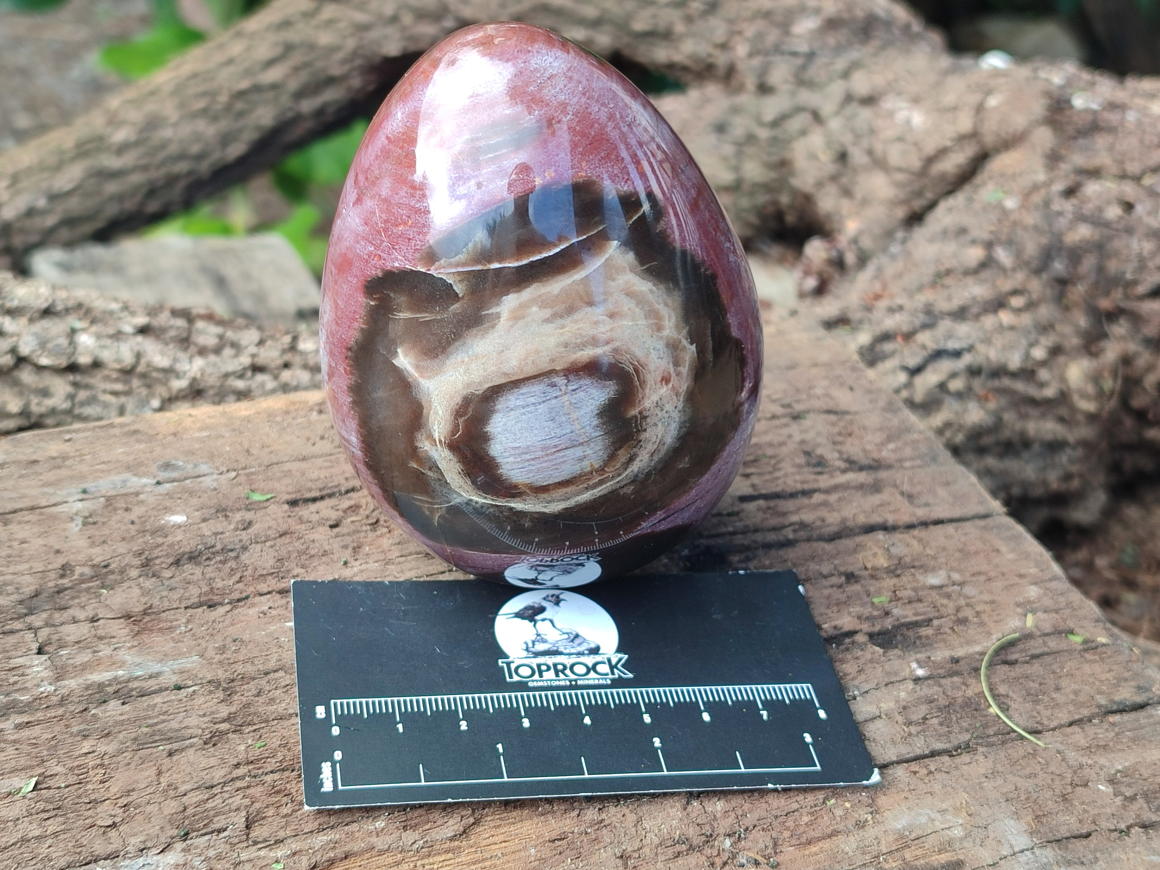 Polished Podocarpus Petrified Wood Eggs x 2 From Mahajanga, Madagascar - Toprock Gemstones and Minerals 