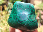 Polished Flower Banded Malachite Free Forms x 12 From Congo - Toprock Gemstones and Minerals 