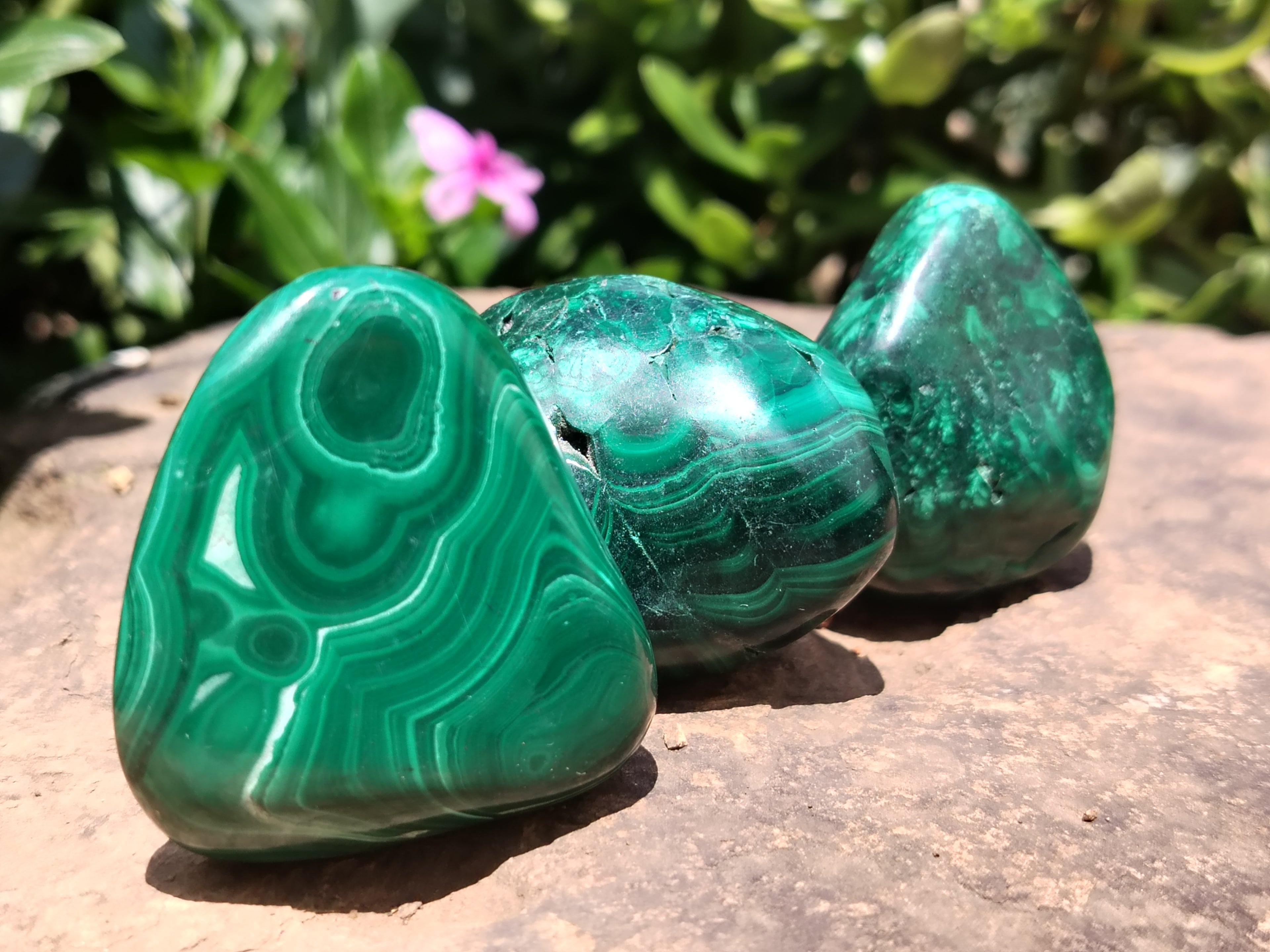 Polished Flower Banded Malachite Free Forms x 12 From Congo - Toprock Gemstones and Minerals 