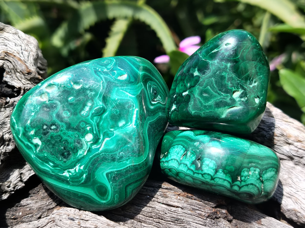 Polished Flower Banded Malachite Free Forms x 12 From Congo - Toprock Gemstones and Minerals 