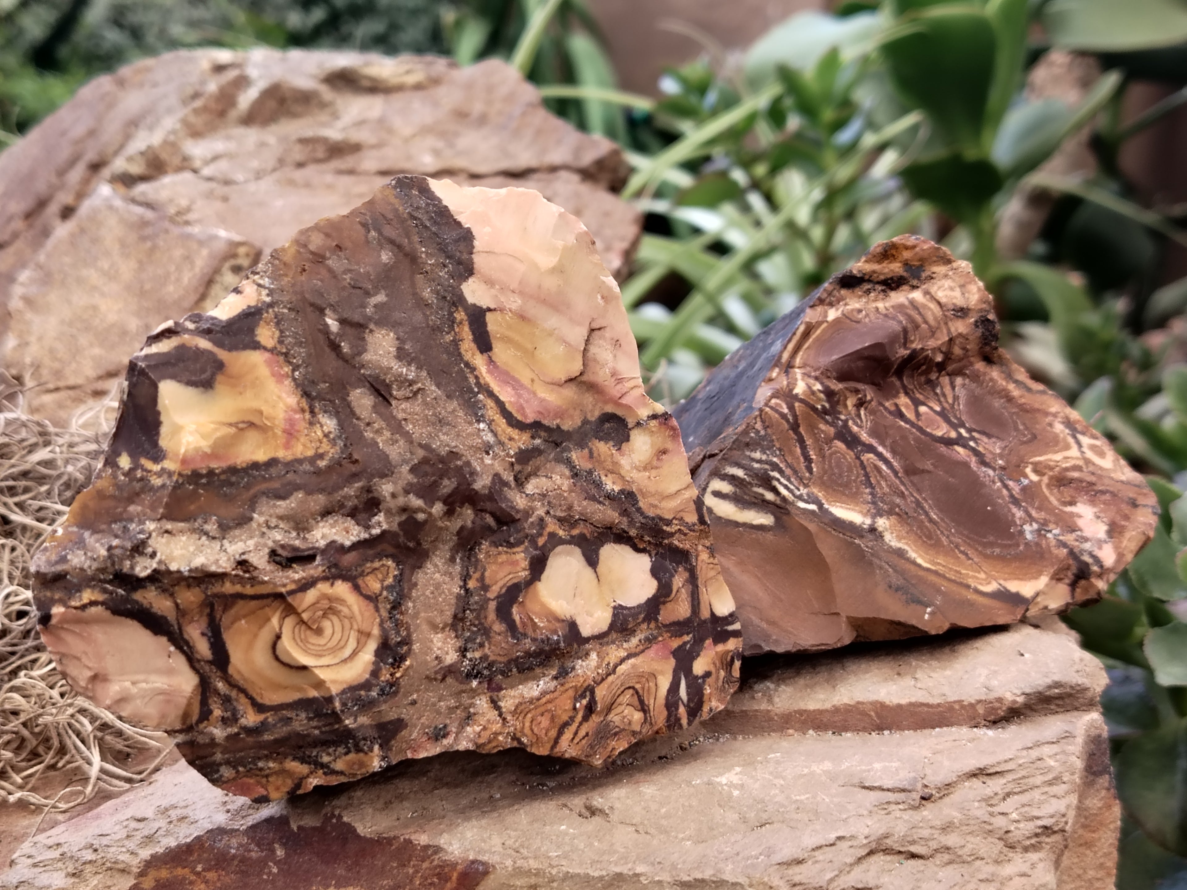 Natural Nguni Jasper Cobbed Specimens x 6 From Prieska, South Africa - Toprock Gemstones and Minerals 