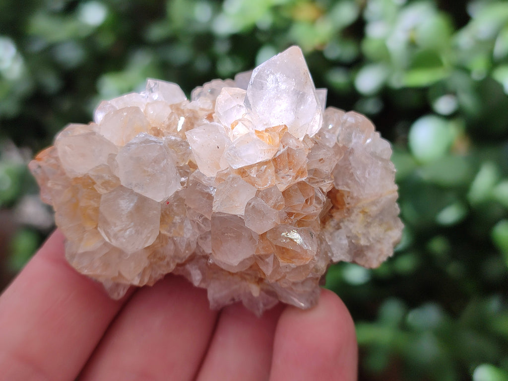 Natural Spirit Quartz Clusters x 13 From Boekenhouthoek, South Africa - Toprock Gemstones and Minerals 