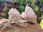 Natural Spirit Quartz Clusters x 13 From Boekenhouthoek, South Africa - Toprock Gemstones and Minerals 