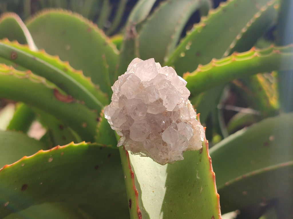 Natural Spirit Quartz Clusters x 13 From Boekenhouthoek, South Africa - Toprock Gemstones and Minerals 