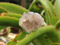 Natural Spirit Quartz Crystals x 63 From Boekenhouthoek, South Africa - Toprock Gemstones and Minerals 