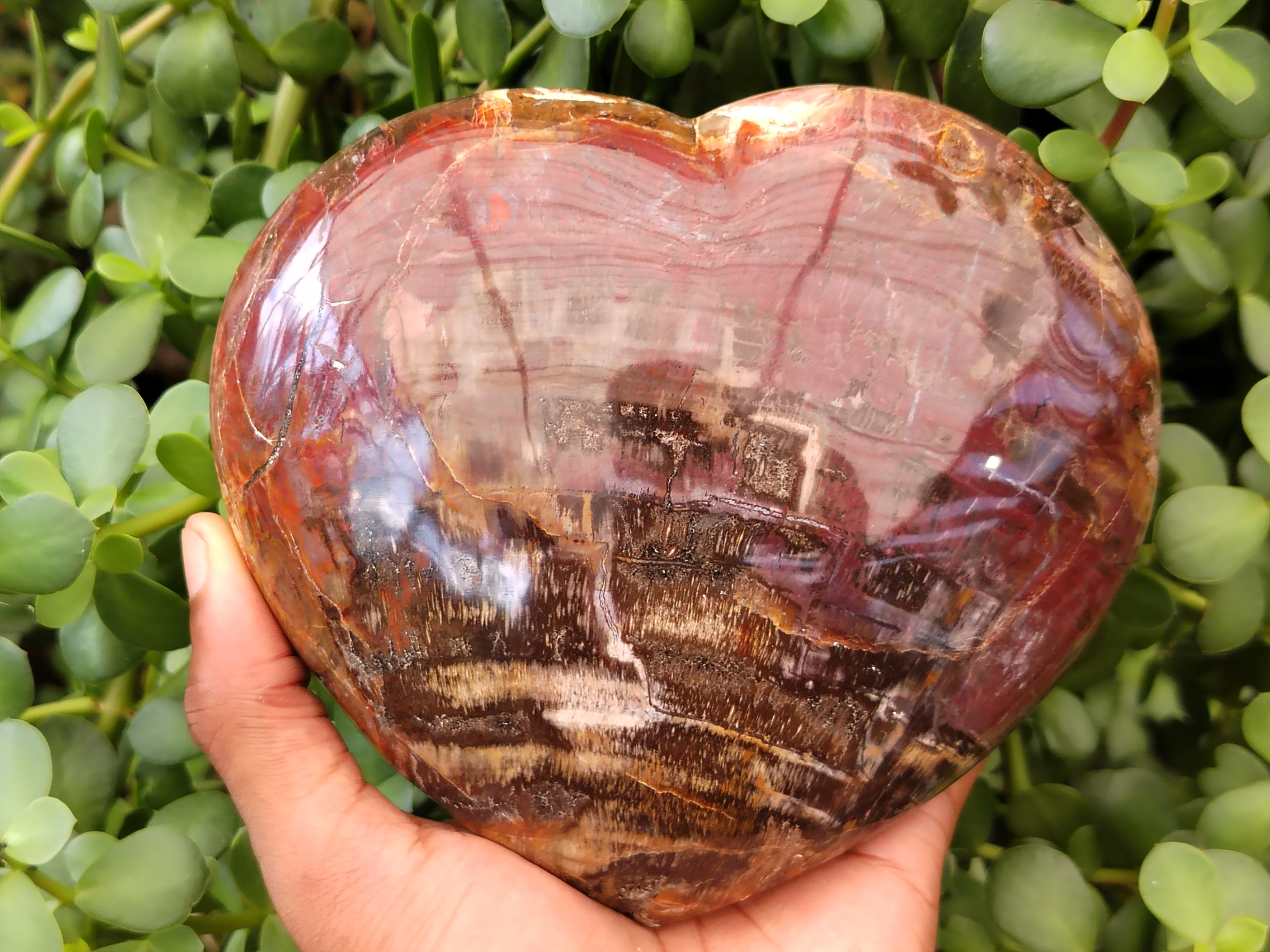 Polished Podocarpus Petrified Wood Heart x 1 From Mahajanga, Madagascar - Toprock Gemstones and Minerals 