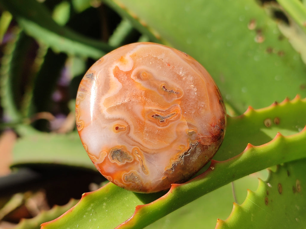 Polished Carnelian Palm Stones x 24 From Madagascar - Toprock Gemstones and Minerals 