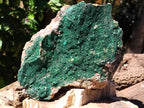Natural Botryoidal Malachite Specimens x 2 From Tenke Fungurume, Congo - Toprock Gemstones and Minerals 