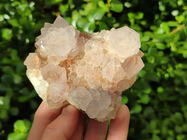 Natural Cactus Spirit Quartz Clusters x 4 From Boekenhouthoek, South Africa