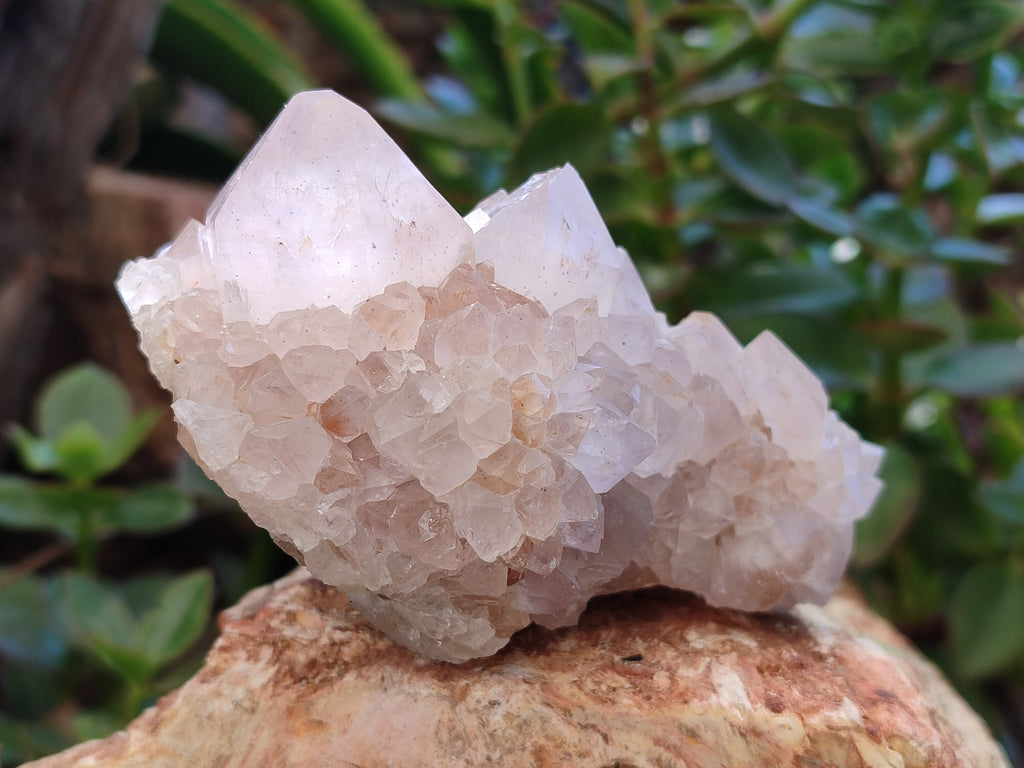 Natural Cactus Spirit Quartz Clusters x 4 From Boekenhouthoek, South Africa - Toprock Gemstones and Minerals 