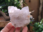 Natural Cactus Spirit Quartz Clusters x 4 From Boekenhouthoek, South Africa - Toprock Gemstones and Minerals 