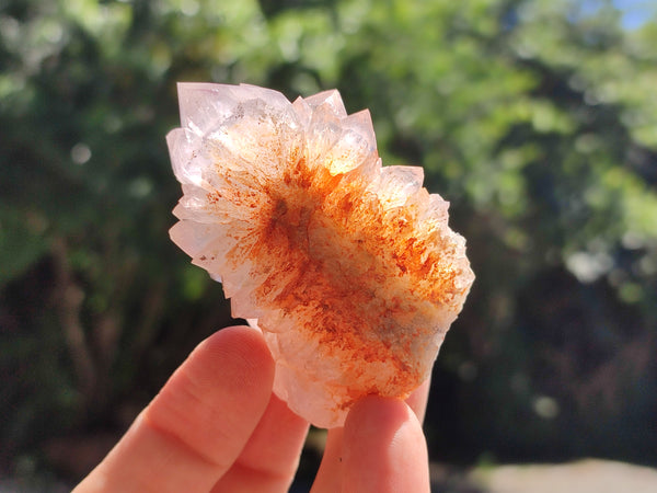 Natural Cactus Spirit Quartz Clusters x 12 From Boekenhouthoek, South Africa