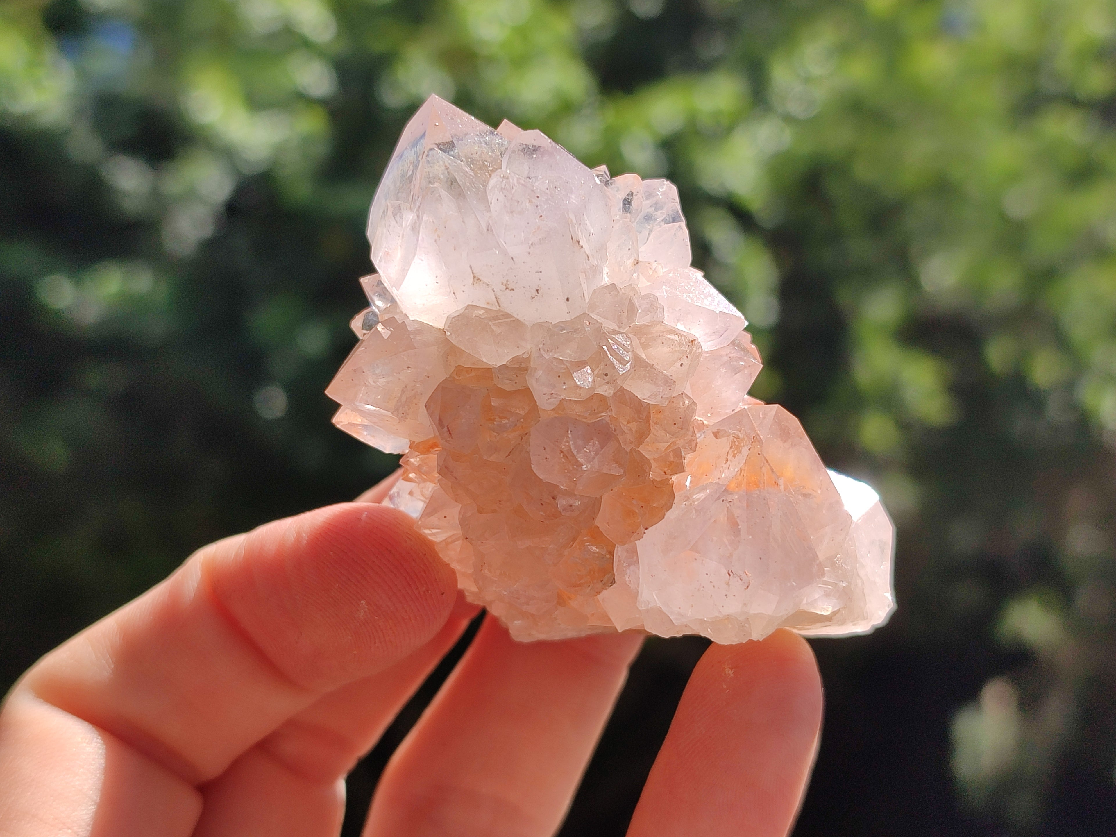 Natural Cactus Spirit Quartz Clusters x 12 From Boekenhouthoek, South Africa - Toprock Gemstones and Minerals 