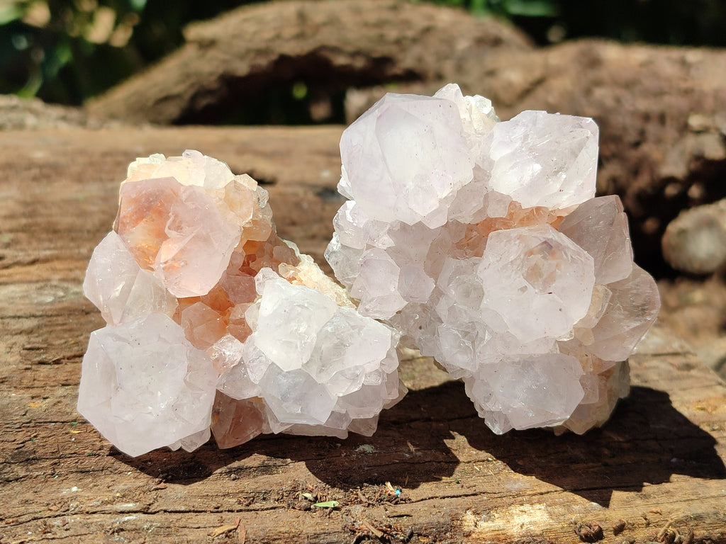 Natural Cactus Spirit Quartz Clusters x 12 From Boekenhouthoek, South Africa - Toprock Gemstones and Minerals 