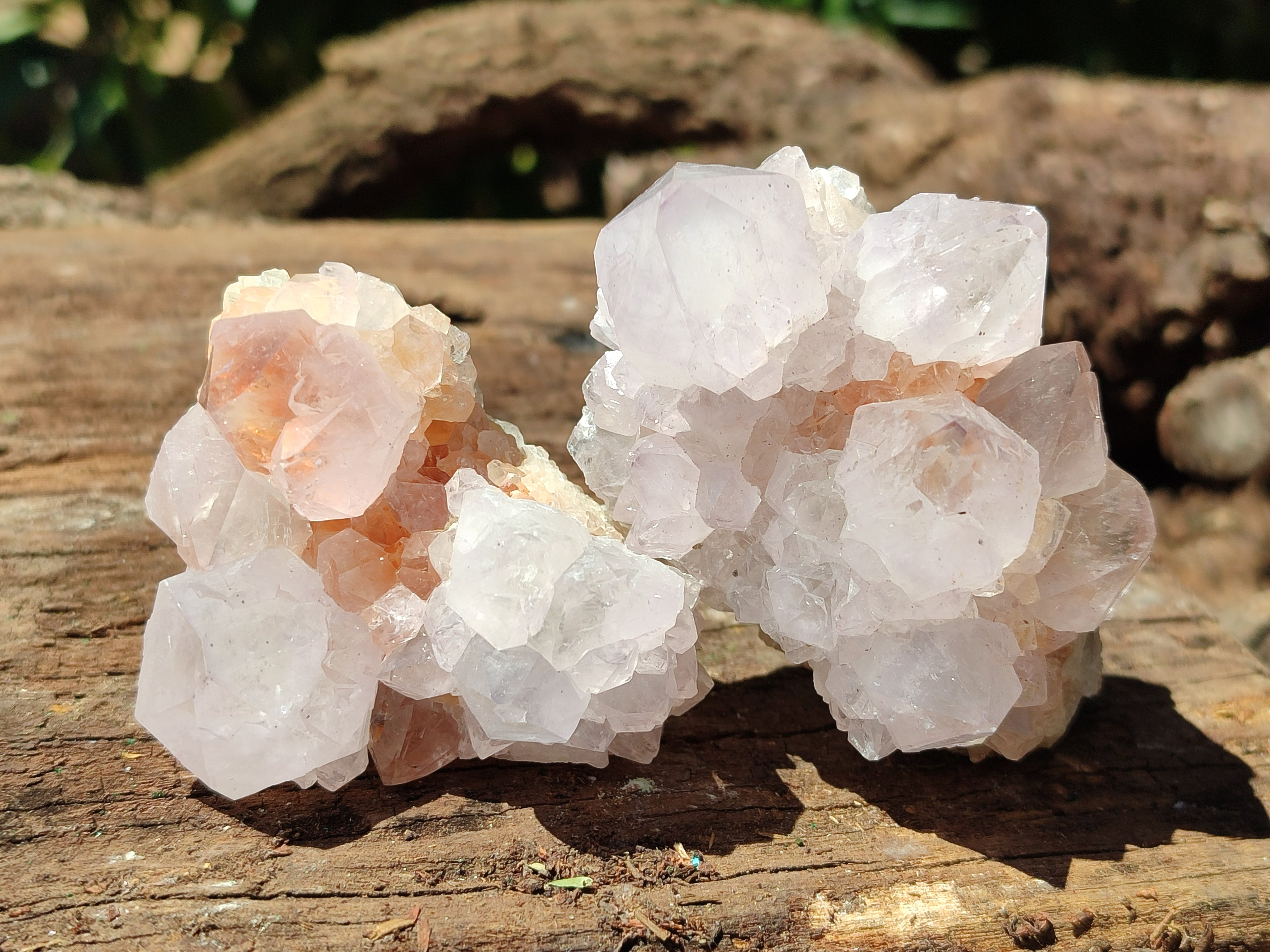 Natural Cactus Spirit Quartz Clusters x 12 From Boekenhouthoek, South Africa - Toprock Gemstones and Minerals 