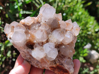 Natural Cactus Spirit Quartz Clusters x 6 From Boekenhouthoek, South Africa - Toprock Gemstones and Minerals 