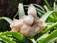 Natural Cactus Spirit Quartz Clusters x 6 From Boekenhouthoek, South Africa - Toprock Gemstones and Minerals 