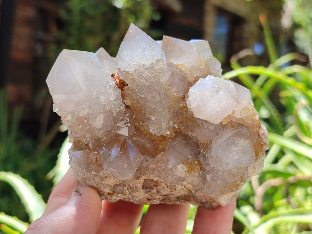 Natural Cactus Spirit Quartz Clusters x 6 From Boekenhouthoek, South Africa - Toprock Gemstones and Minerals 