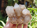 Natural Cactus Spirit Quartz Clusters x 6 From Boekenhouthoek, South Africa - Toprock Gemstones and Minerals 