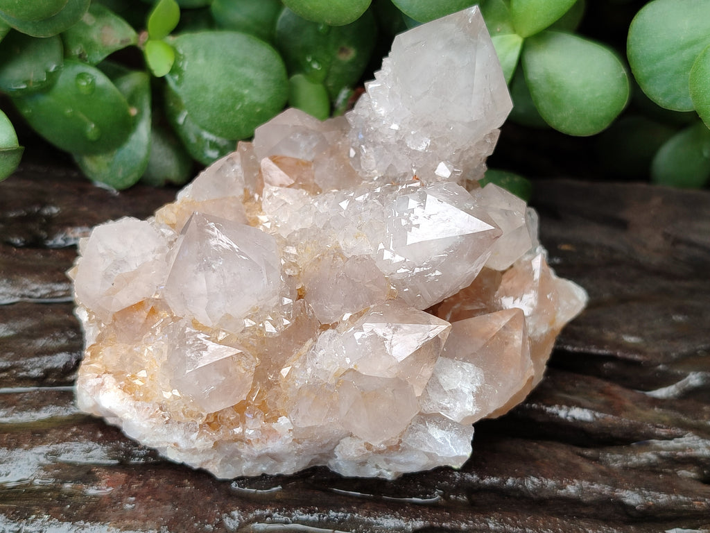 Natural Cactus Spirit Quartz Clusters x 6 From Boekenhouthoek, South Africa - Toprock Gemstones and Minerals 