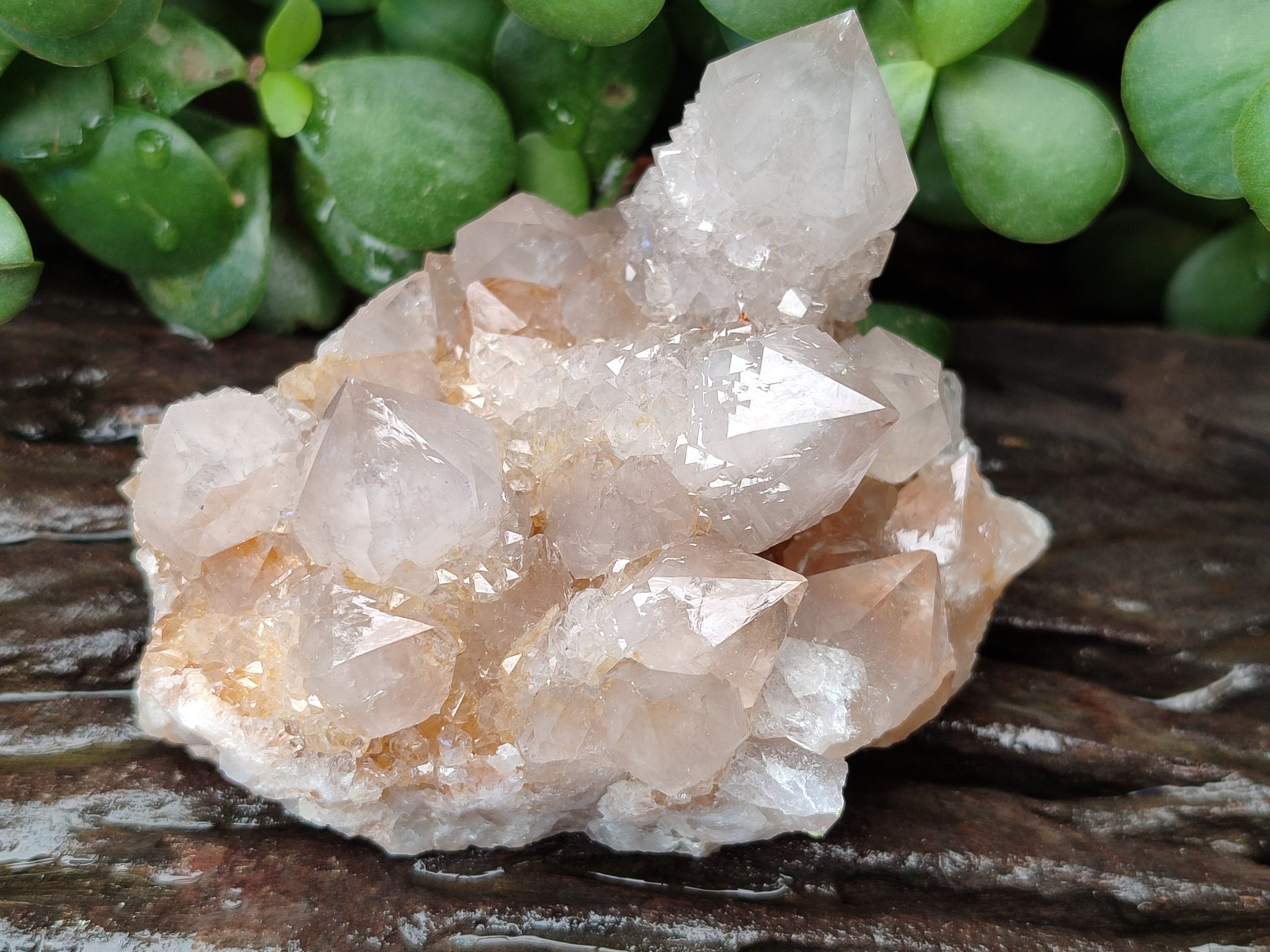 Natural Cactus Spirit Quartz Clusters x 6 From Boekenhouthoek, South Africa - Toprock Gemstones and Minerals 