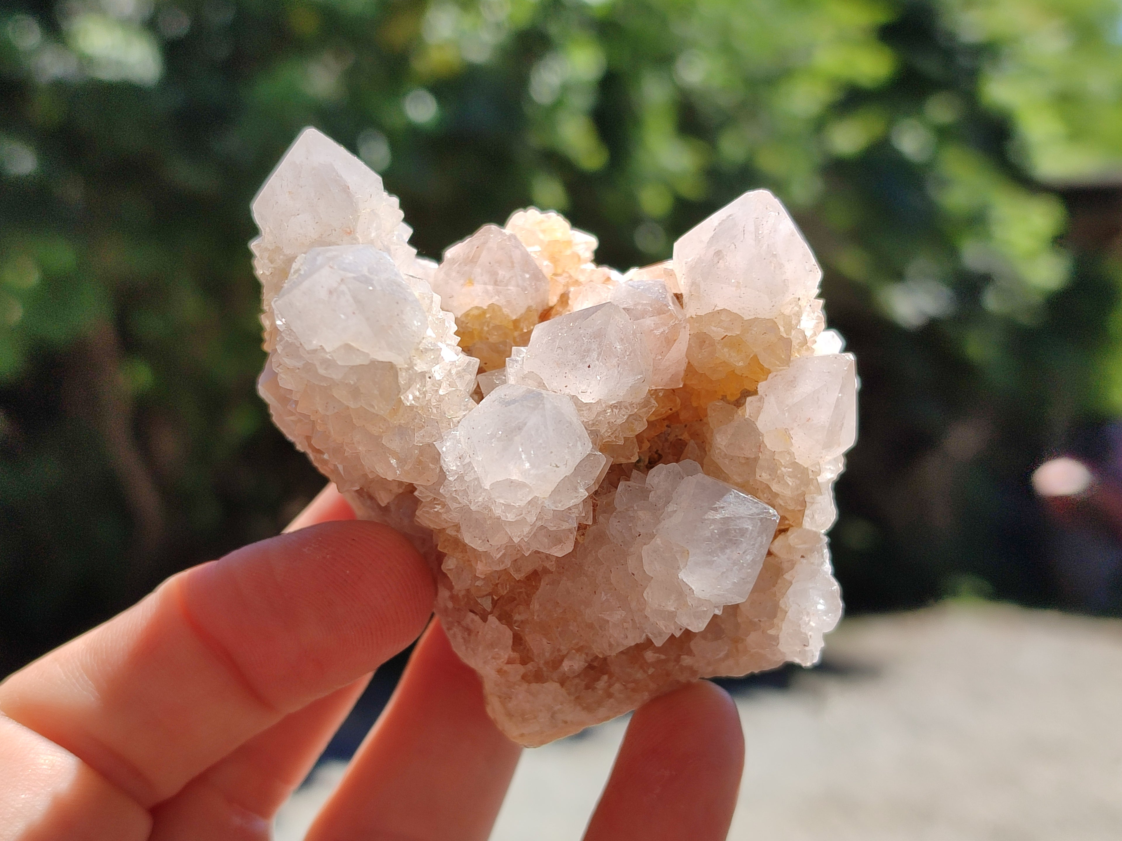 Natural Cactus Spirit Quartz Clusters x 6 From Boekenhouthoek, South Africa - Toprock Gemstones and Minerals 