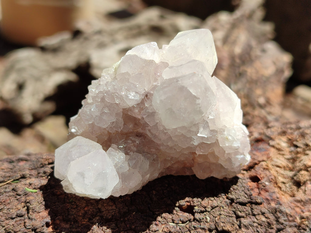 Natural Cactus Spirit Quartz Clusters x 6 From Boekenhouthoek, South Africa - Toprock Gemstones and Minerals 