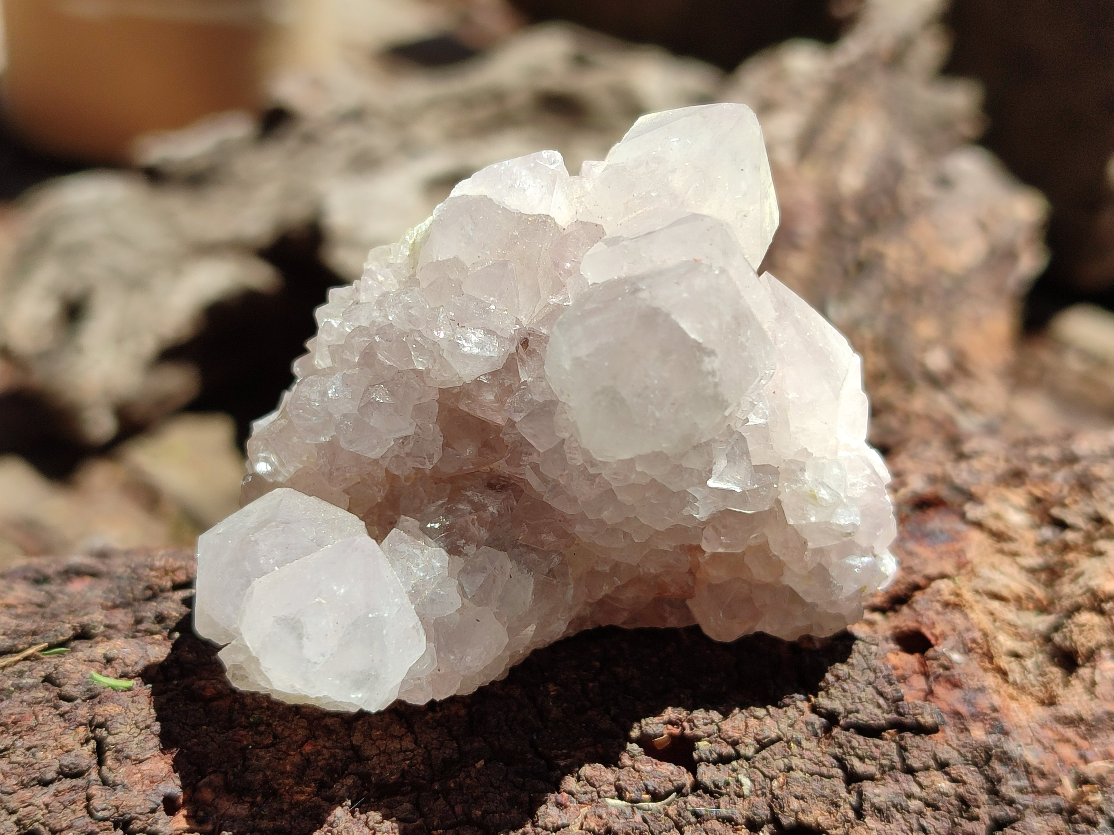 Natural Cactus Spirit Quartz Clusters x 6 From Boekenhouthoek, South Africa - Toprock Gemstones and Minerals 