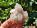 Natural Cactus Spirit Quartz Clusters x 6 From Boekenhouthoek, South Africa - Toprock Gemstones and Minerals 