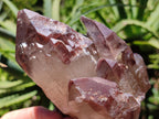 Natural Red Hematoid Quartz Clusters x 6 From Karoi, Zimbabwe - Toprock Gemstones and Minerals 