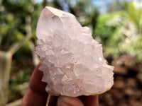 Natural Cactus Spirit Quartz Clusters x 12 From Boekenhouthoek, South Africa