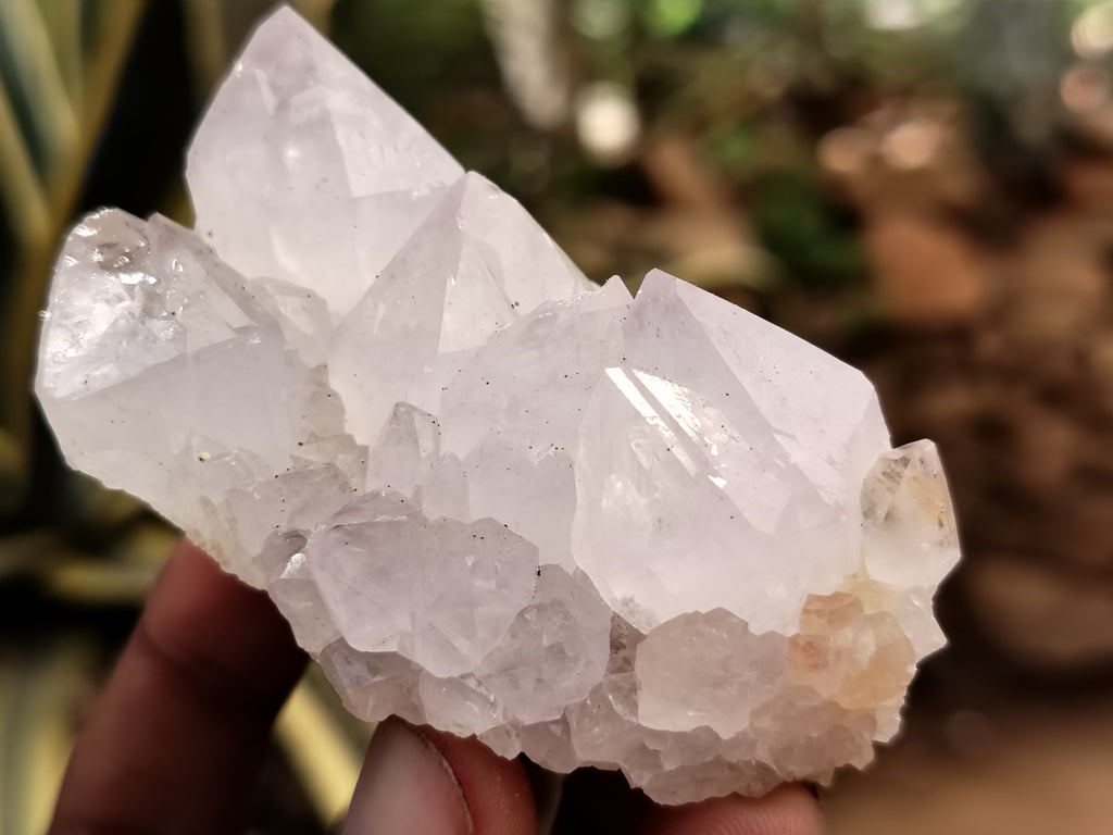 Natural Cactus Spirit Quartz Clusters x 12 From Boekenhouthoek, South Africa - Toprock Gemstones and Minerals 
