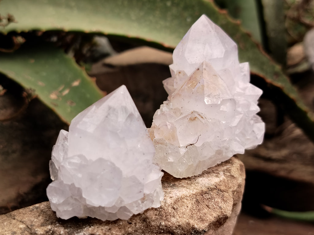 Natural Cactus Spirit Quartz Clusters x 12 From Boekenhouthoek, South Africa - Toprock Gemstones and Minerals 