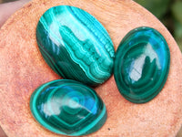 Polished Flower Banded Malachite Cabochons x 40 From Congo - Toprock Gemstones and Minerals 