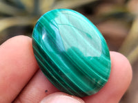 Polished Flower Banded Malachite Cabochons x 40 From Congo - Toprock Gemstones and Minerals 