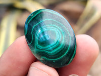 Polished Flower Banded Malachite Cabochons x 40 From Congo - Toprock Gemstones and Minerals 