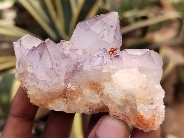 Natural Cactus Flower Spirit Quartz Clusters x 15 From Boekenhouthoek, South Africa
