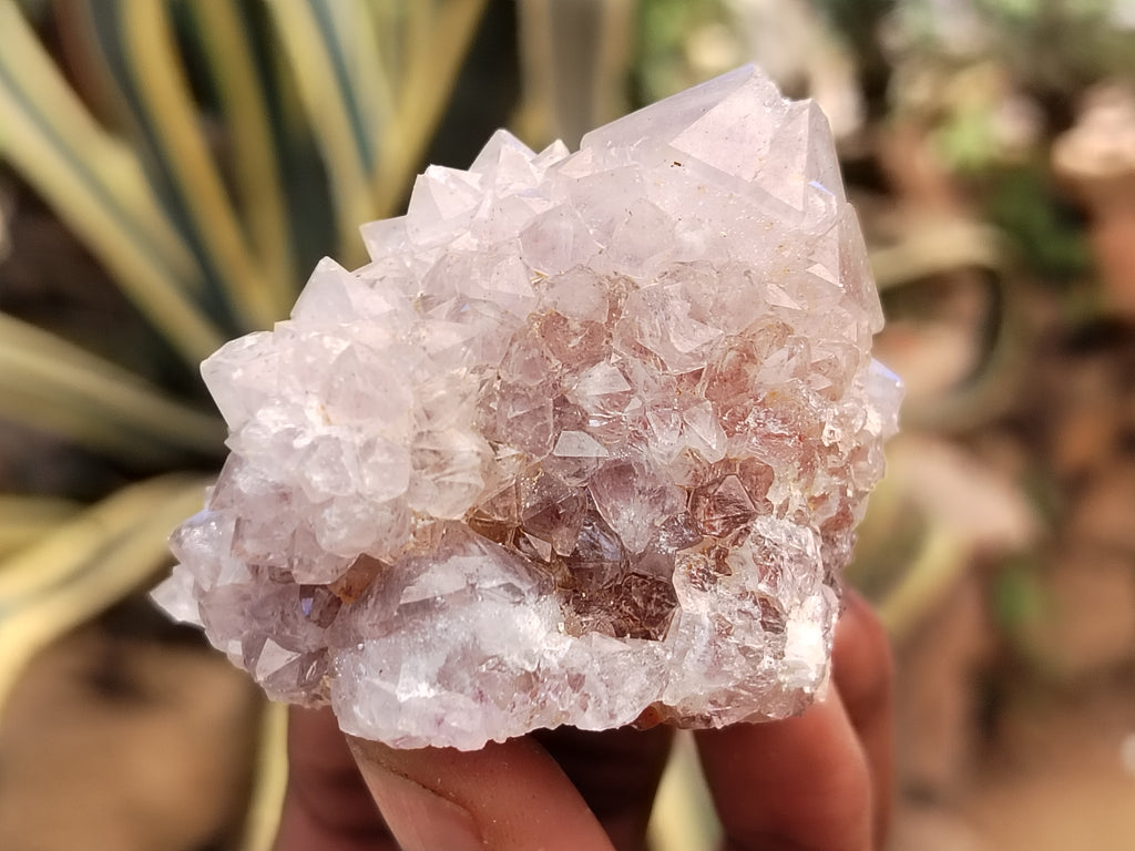 Natural Cactus Flower Spirit Quartz Clusters x 15 From Boekenhouthoek, South Africa - Toprock Gemstones and Minerals 