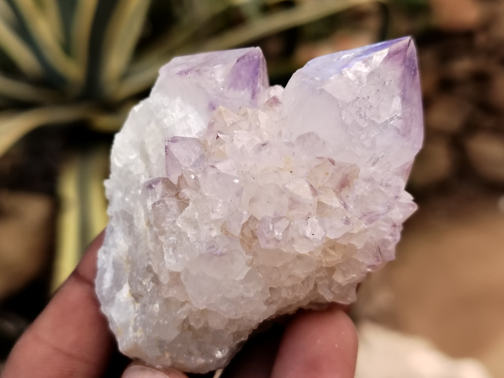 Natural Cactus Flower Spirit Quartz Clusters x 15 From Boekenhouthoek, South Africa - Toprock Gemstones and Minerals 