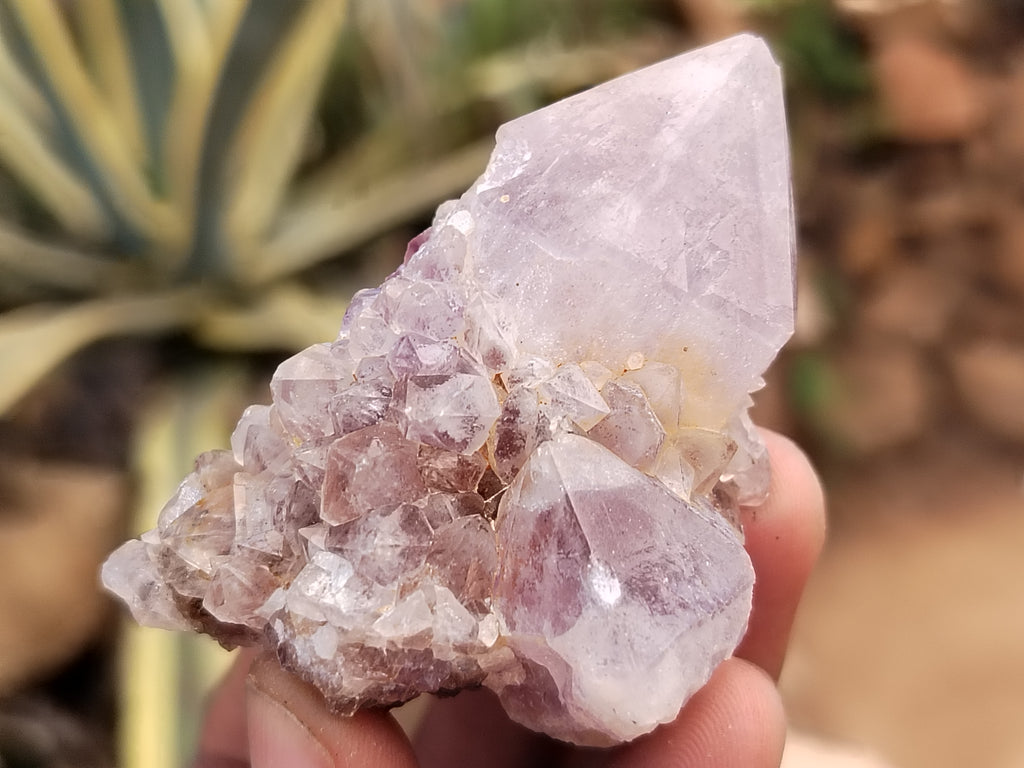 Natural Cactus Flower Spirit Quartz Clusters x 15 From Boekenhouthoek, South Africa - Toprock Gemstones and Minerals 