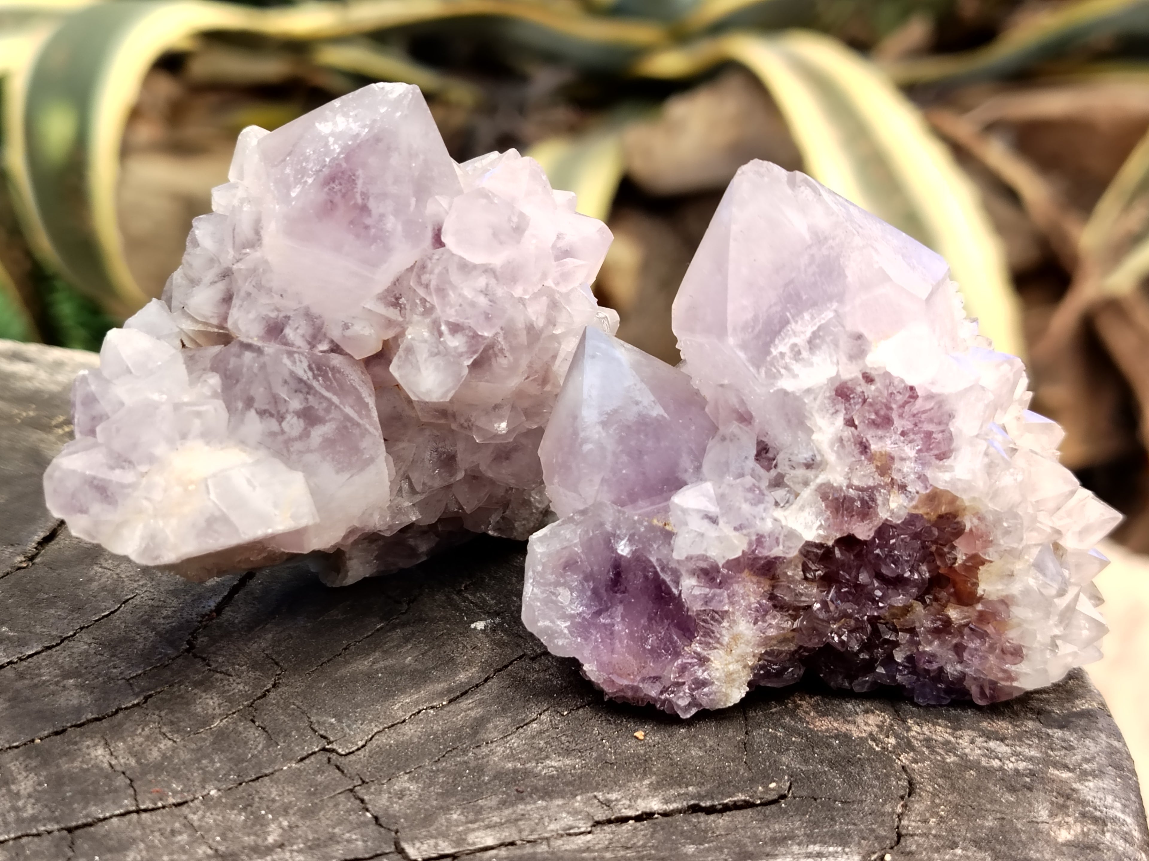 Natural Cactus Flower Spirit Quartz Clusters x 15 From Boekenhouthoek, South Africa - Toprock Gemstones and Minerals 