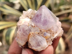 Natural Cactus Flower Spirit Quartz Clusters x 15 From Boekenhouthoek, South Africa - Toprock Gemstones and Minerals 