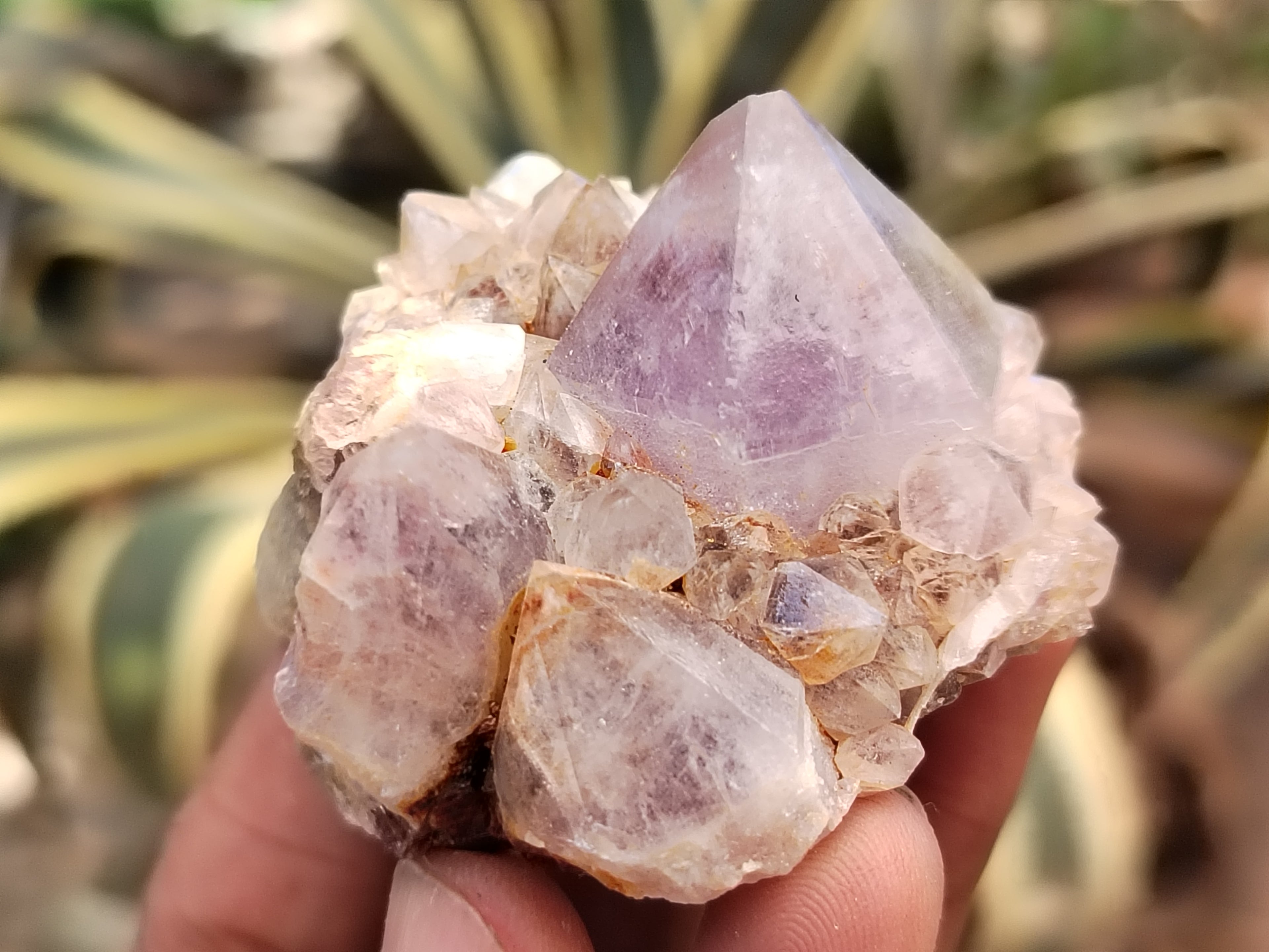 Natural Cactus Flower Spirit Quartz Clusters x 15 From Boekenhouthoek, South Africa - Toprock Gemstones and Minerals 