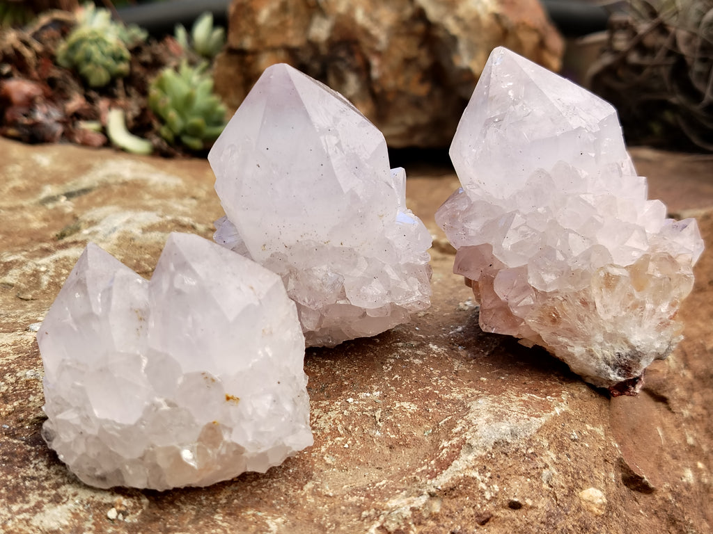 Natural Cactus Flower Spirit Quartz Clusters x 12 From Boekenhouthoek, South Africa - Toprock Gemstones and Minerals 