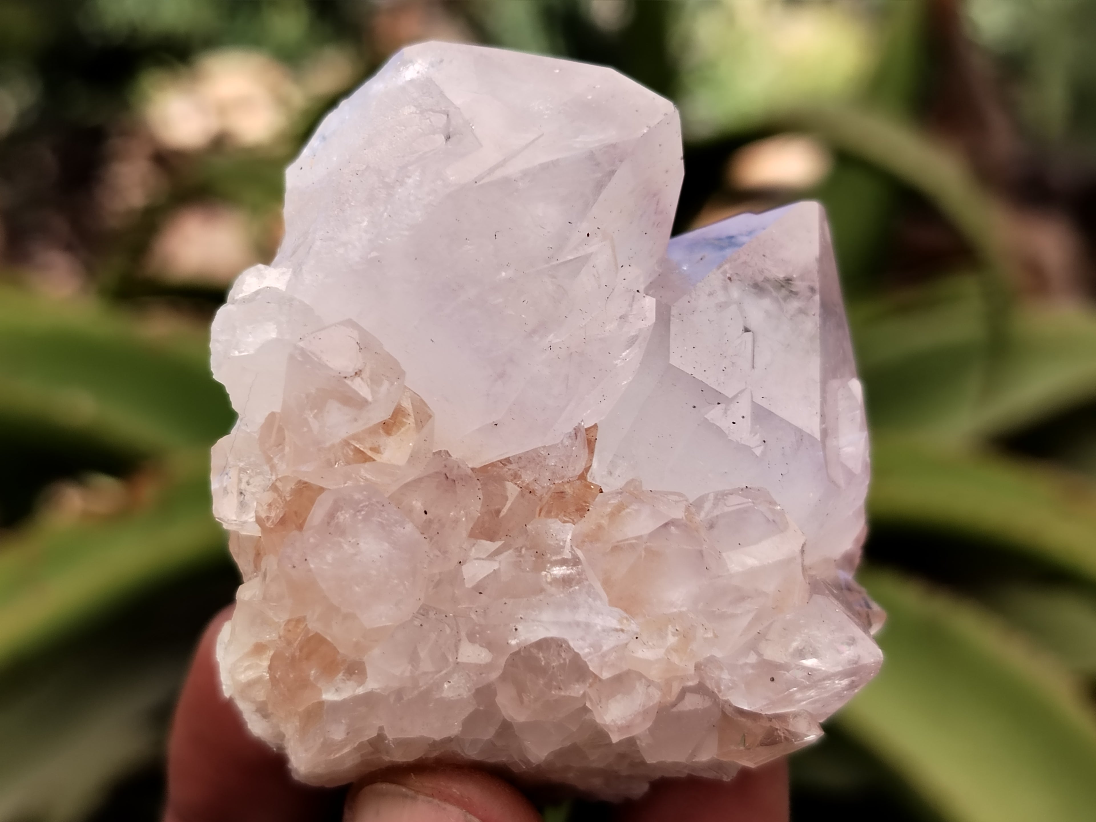 Natural Cactus Flower Spirit Quartz Clusters x 12 From Boekenhouthoek, South Africa - Toprock Gemstones and Minerals 