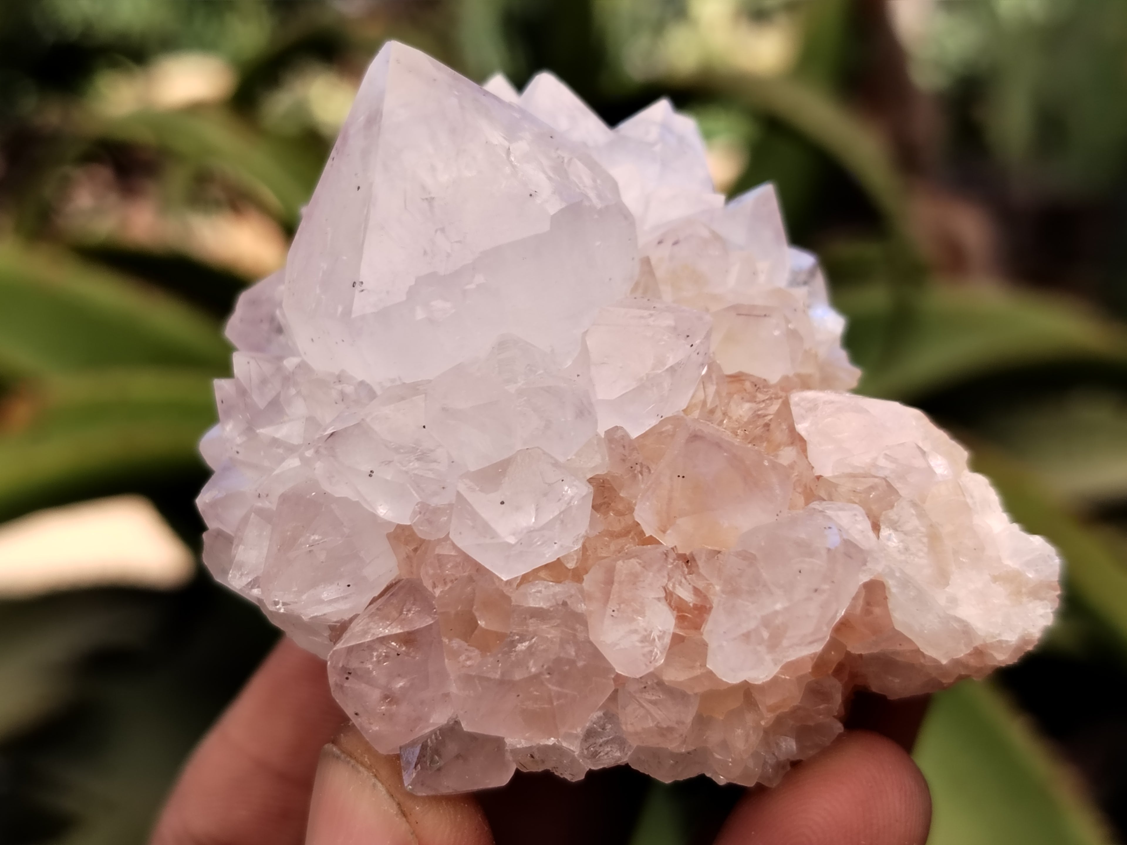 Natural Cactus Flower Spirit Quartz Clusters x 12 From Boekenhouthoek, South Africa - Toprock Gemstones and Minerals 
