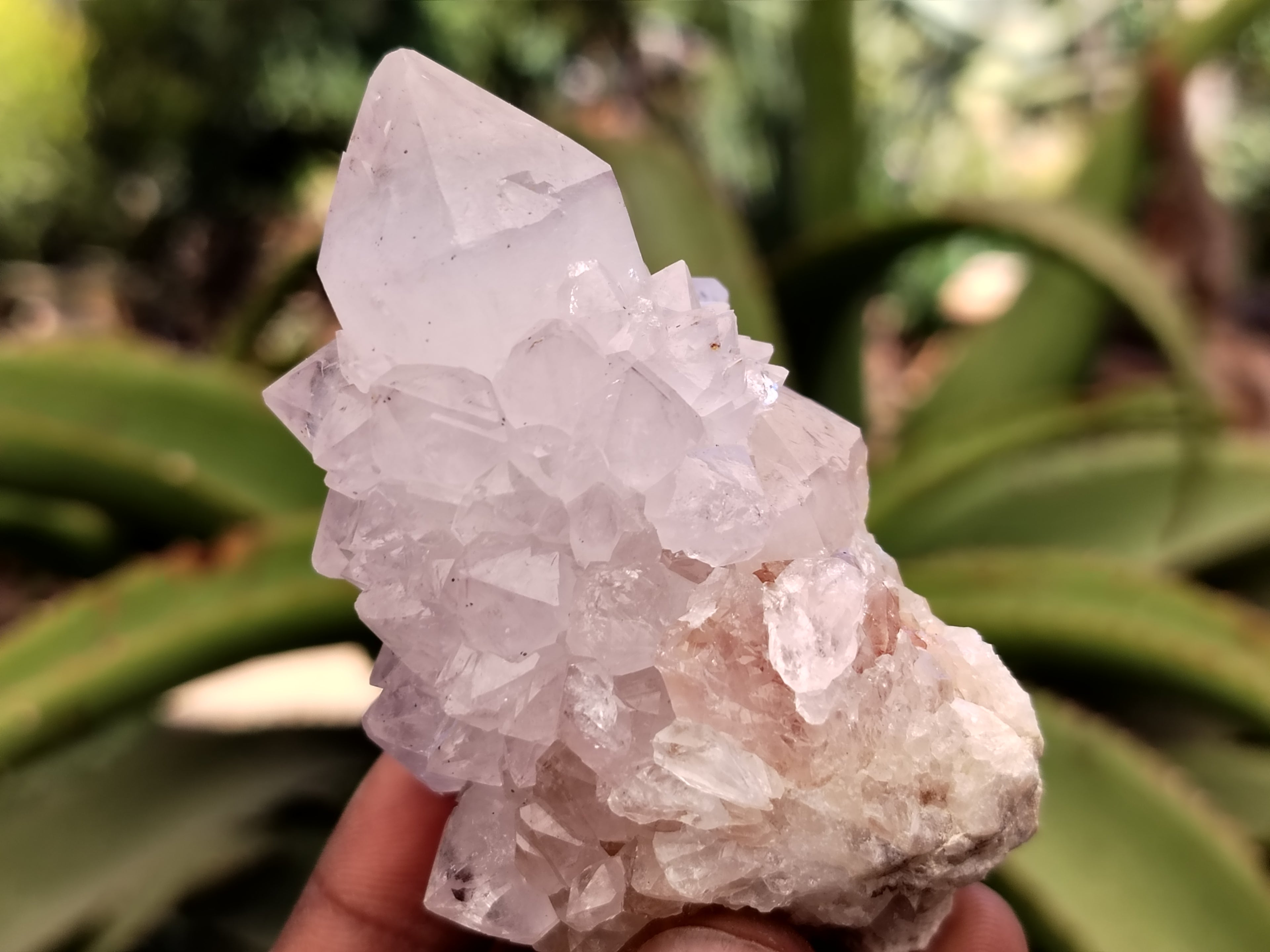 Natural Cactus Flower Spirit Quartz Clusters x 12 From Boekenhouthoek, South Africa - Toprock Gemstones and Minerals 