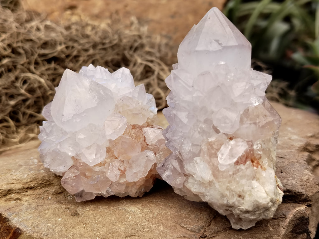 Natural Cactus Flower Spirit Quartz Clusters x 12 From Boekenhouthoek, South Africa - Toprock Gemstones and Minerals 