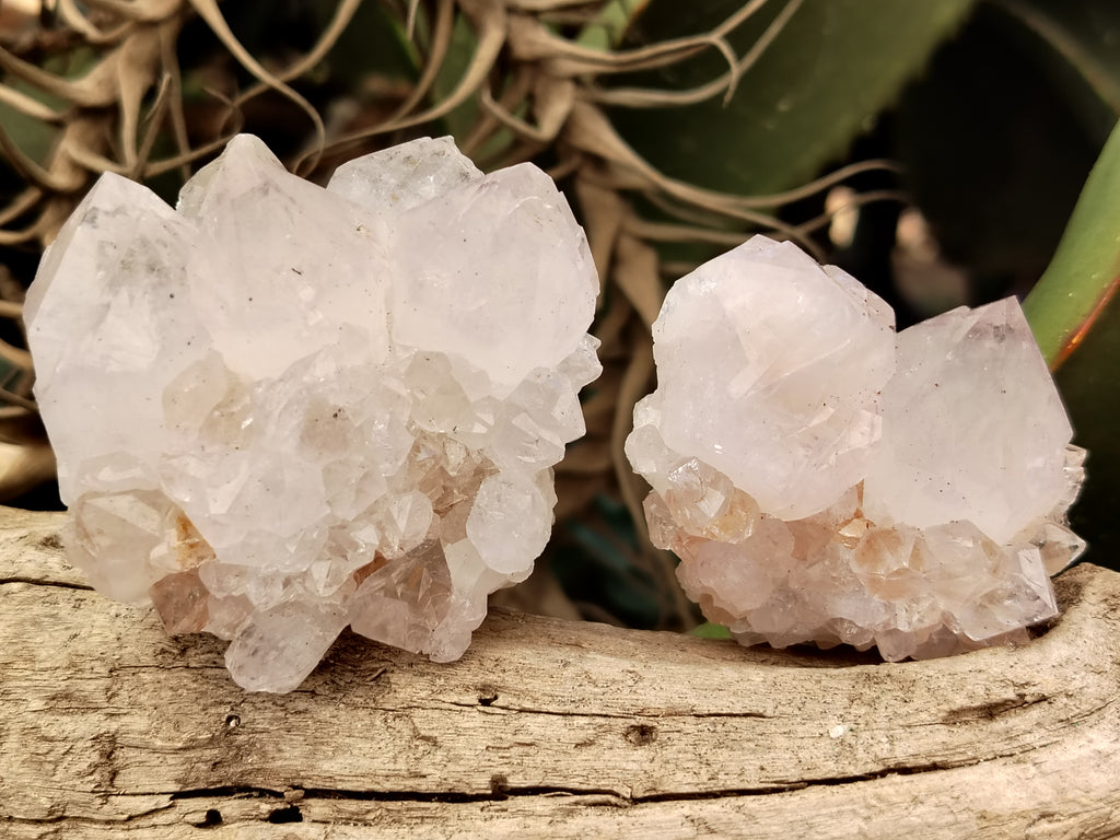 Natural Cactus Flower Spirit Quartz Clusters x 12 From Boekenhouthoek, South Africa - Toprock Gemstones and Minerals 