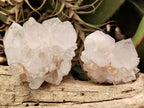 Natural Cactus Flower Spirit Quartz Clusters x 12 From Boekenhouthoek, South Africa - Toprock Gemstones and Minerals 